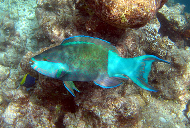 Scarus frenatus (Pesce pappagallo dalle briglie)